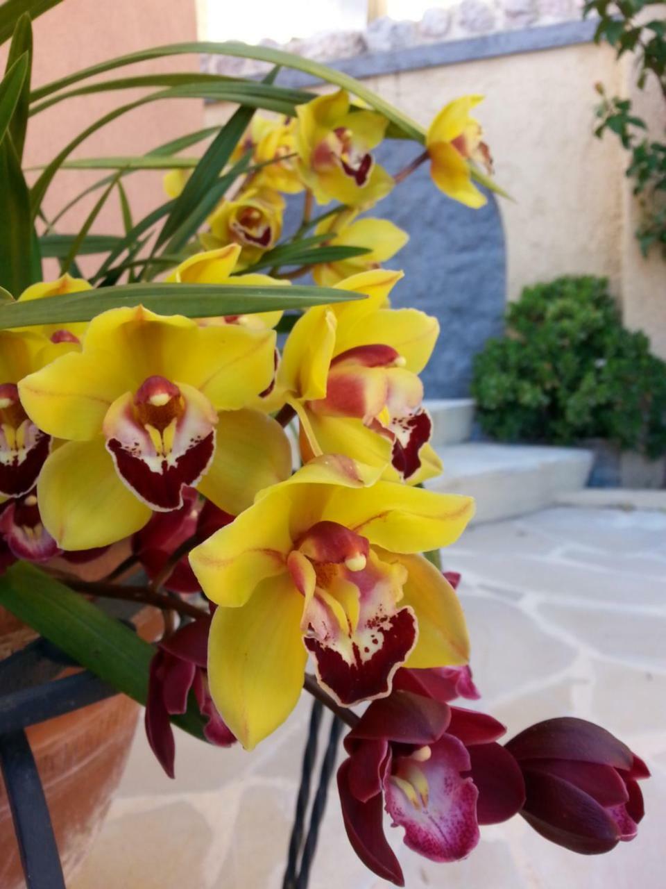 芒通Les Citronniers D'Azur别墅 外观 照片
